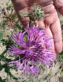 Fotografia da espécie Centaurea polyacantha