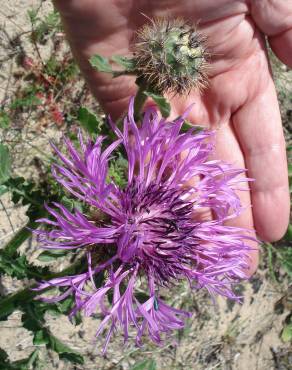 Fotografia 9 da espécie Centaurea polyacantha no Jardim Botânico UTAD