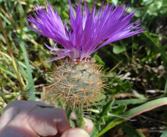 Fotografia da espécie Centaurea polyacantha