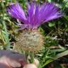 Fotografia 10 da espécie Centaurea polyacantha do Jardim Botânico UTAD