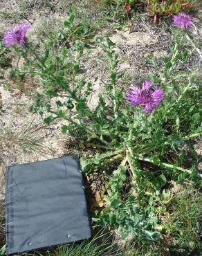 Fotografia 11 da espécie Centaurea polyacantha no Jardim Botânico UTAD