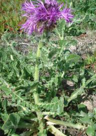 Fotografia da espécie Centaurea polyacantha