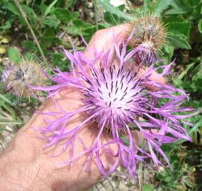 Fotografia da espécie Centaurea polyacantha