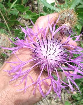 Fotografia 13 da espécie Centaurea polyacantha no Jardim Botânico UTAD