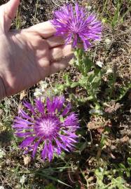 Fotografia da espécie Centaurea polyacantha