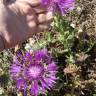 Fotografia 14 da espécie Centaurea polyacantha do Jardim Botânico UTAD