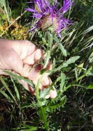 Fotografia da espécie Centaurea polyacantha