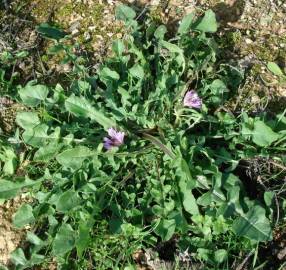 Fotografia da espécie Centaurea pullata