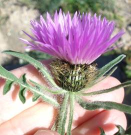 Fotografia da espécie Centaurea pullata