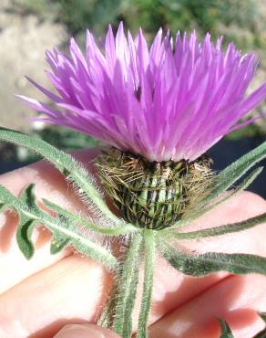 Fotografia 19 da espécie Centaurea pullata no Jardim Botânico UTAD