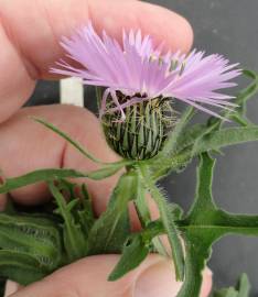 Fotografia da espécie Centaurea pullata