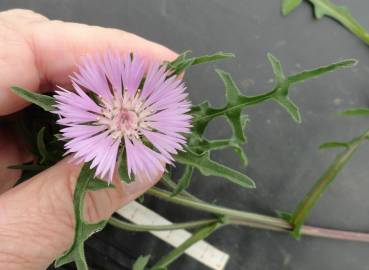 Fotografia da espécie Centaurea pullata