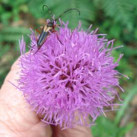 Fotografia da espécie Cirsium filipendulum