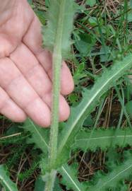 Fotografia da espécie Cirsium filipendulum