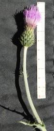 Fotografia da espécie Cirsium filipendulum