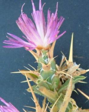 Fotografia 12 da espécie Centaurea calcitrapa no Jardim Botânico UTAD