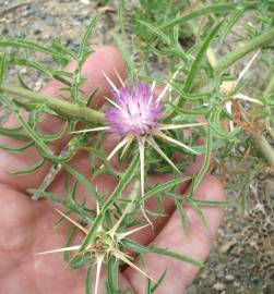 Fotografia da espécie Centaurea calcitrapa