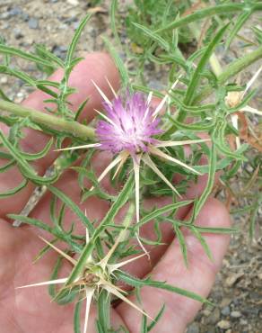 Fotografia 14 da espécie Centaurea calcitrapa no Jardim Botânico UTAD