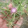 Fotografia 14 da espécie Centaurea calcitrapa do Jardim Botânico UTAD