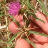 Fotografia 15 da espécie Centaurea calcitrapa do Jardim Botânico UTAD