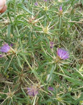 Fotografia 16 da espécie Centaurea calcitrapa no Jardim Botânico UTAD