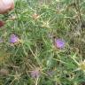 Fotografia 16 da espécie Centaurea calcitrapa do Jardim Botânico UTAD