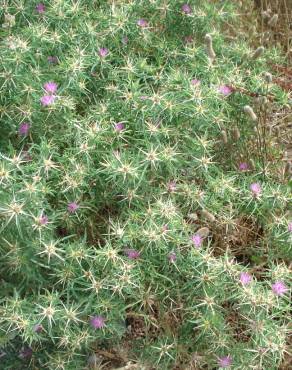 Fotografia 17 da espécie Centaurea calcitrapa no Jardim Botânico UTAD