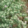 Fotografia 17 da espécie Centaurea calcitrapa do Jardim Botânico UTAD