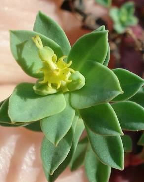 Fotografia 23 da espécie Euphorbia portlandica no Jardim Botânico UTAD
