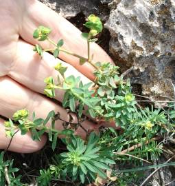 Fotografia da espécie Euphorbia portlandica