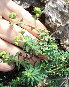 Fotografia 26 da espécie Euphorbia portlandica no Jardim Botânico UTAD