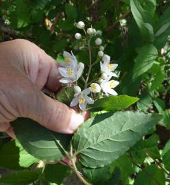 Fotografia da espécie Deutzia gracilis