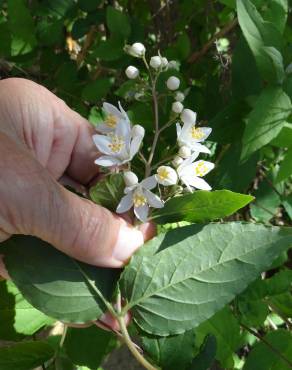 Fotografia 12 da espécie Deutzia gracilis no Jardim Botânico UTAD