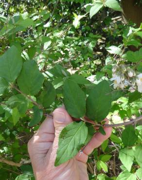 Fotografia 13 da espécie Deutzia gracilis no Jardim Botânico UTAD