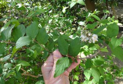 Fotografia da espécie Deutzia gracilis