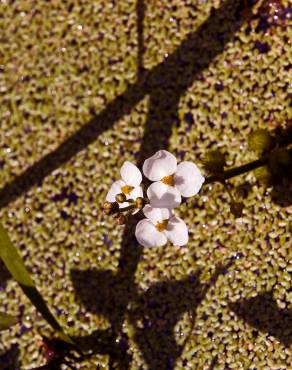 Fotografia 1 da espécie Sagittaria trifolia no Jardim Botânico UTAD