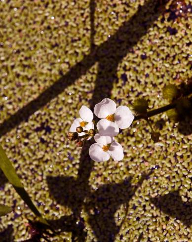 Fotografia de capa Sagittaria trifolia - do Jardim Botânico