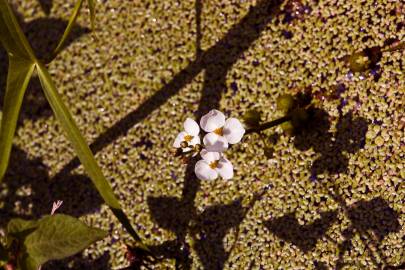 Fotografia da espécie Sagittaria trifolia