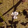 Fotografia 1 da espécie Sagittaria trifolia do Jardim Botânico UTAD