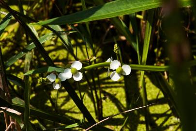 Fotografia da espécie Sagittaria trifolia