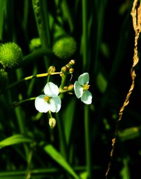 Fotografia 3 da espécie Sagittaria trifolia no Jardim Botânico UTAD