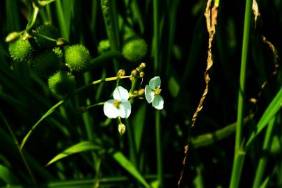 Fotografia da espécie Sagittaria trifolia