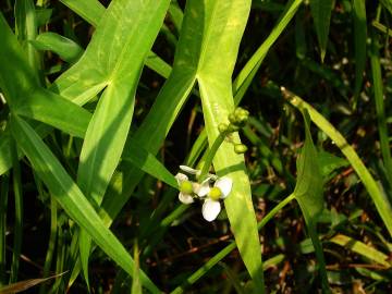 Fotografia da espécie Sagittaria trifolia