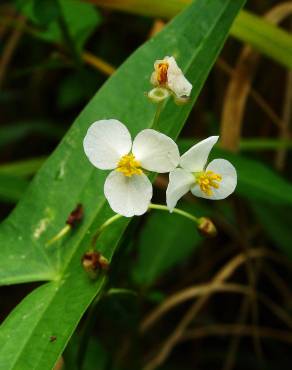 Fotografia 5 da espécie Sagittaria trifolia no Jardim Botânico UTAD