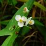 Fotografia 5 da espécie Sagittaria trifolia do Jardim Botânico UTAD