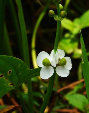 Fotografia 6 da espécie Sagittaria trifolia no Jardim Botânico UTAD