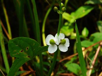 Fotografia da espécie Sagittaria trifolia