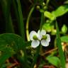 Fotografia 6 da espécie Sagittaria trifolia do Jardim Botânico UTAD