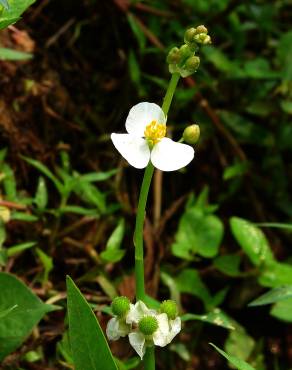 Fotografia 7 da espécie Sagittaria trifolia no Jardim Botânico UTAD