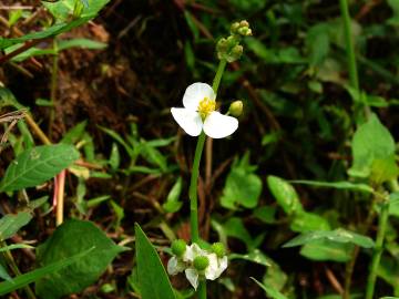 Fotografia da espécie Sagittaria trifolia